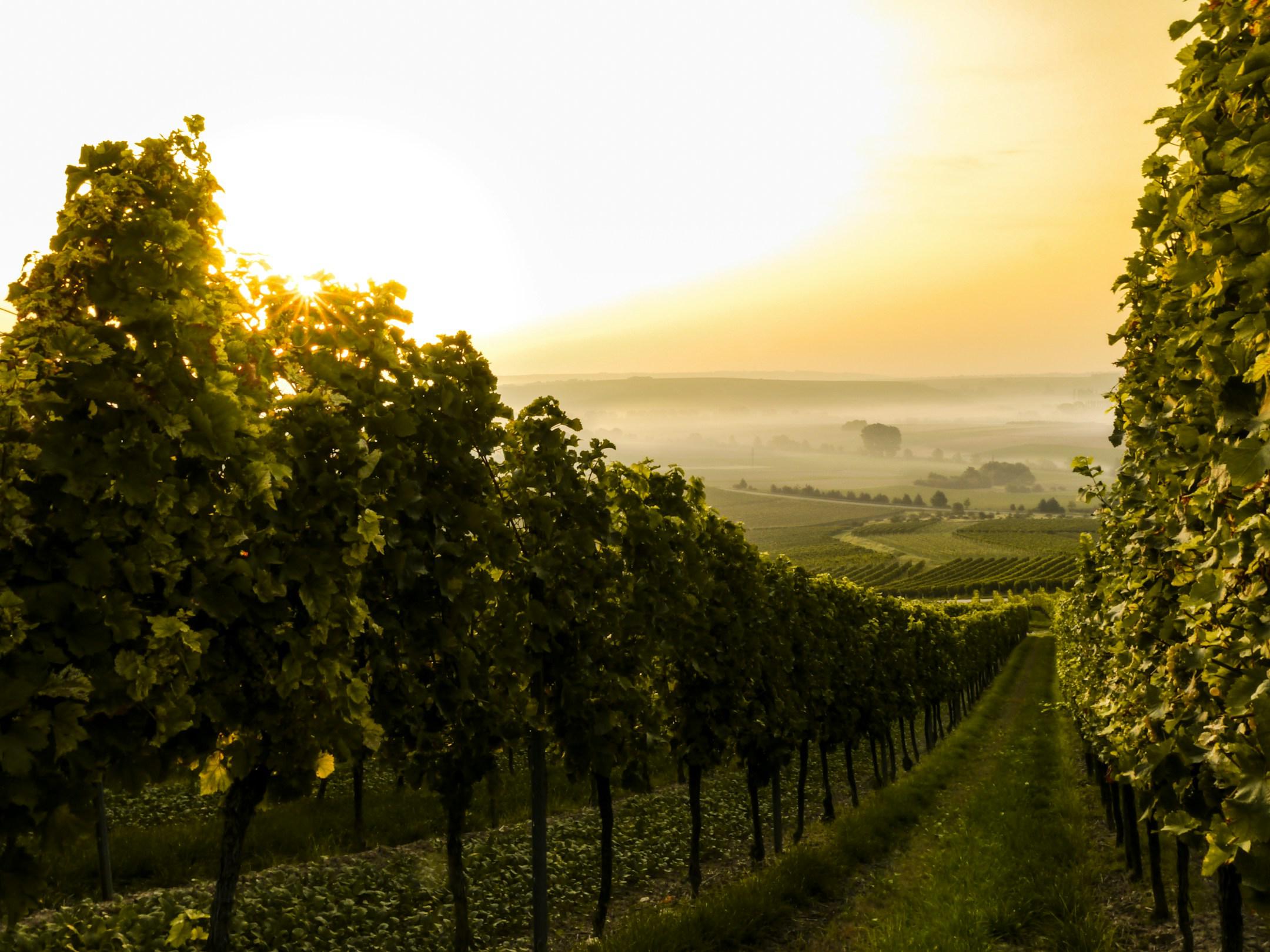 Autumn Morning vineyard